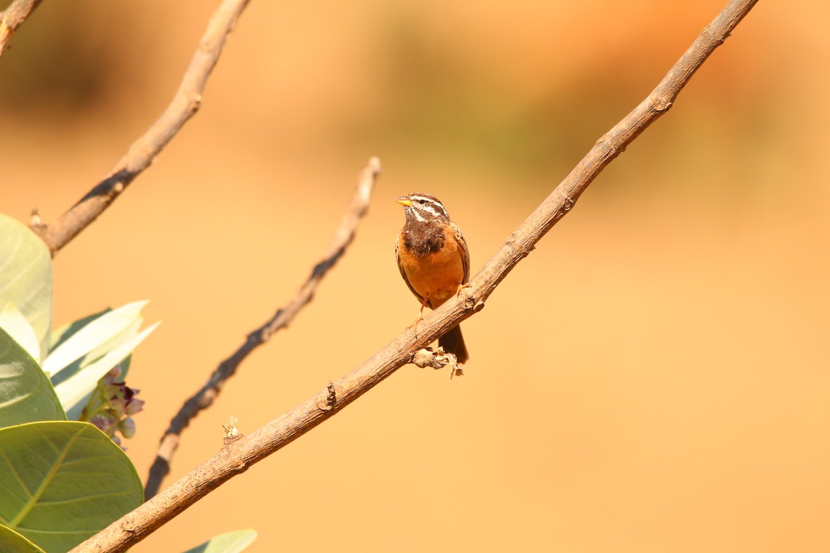 Cinnamon-breasted Bunting - ML614517892