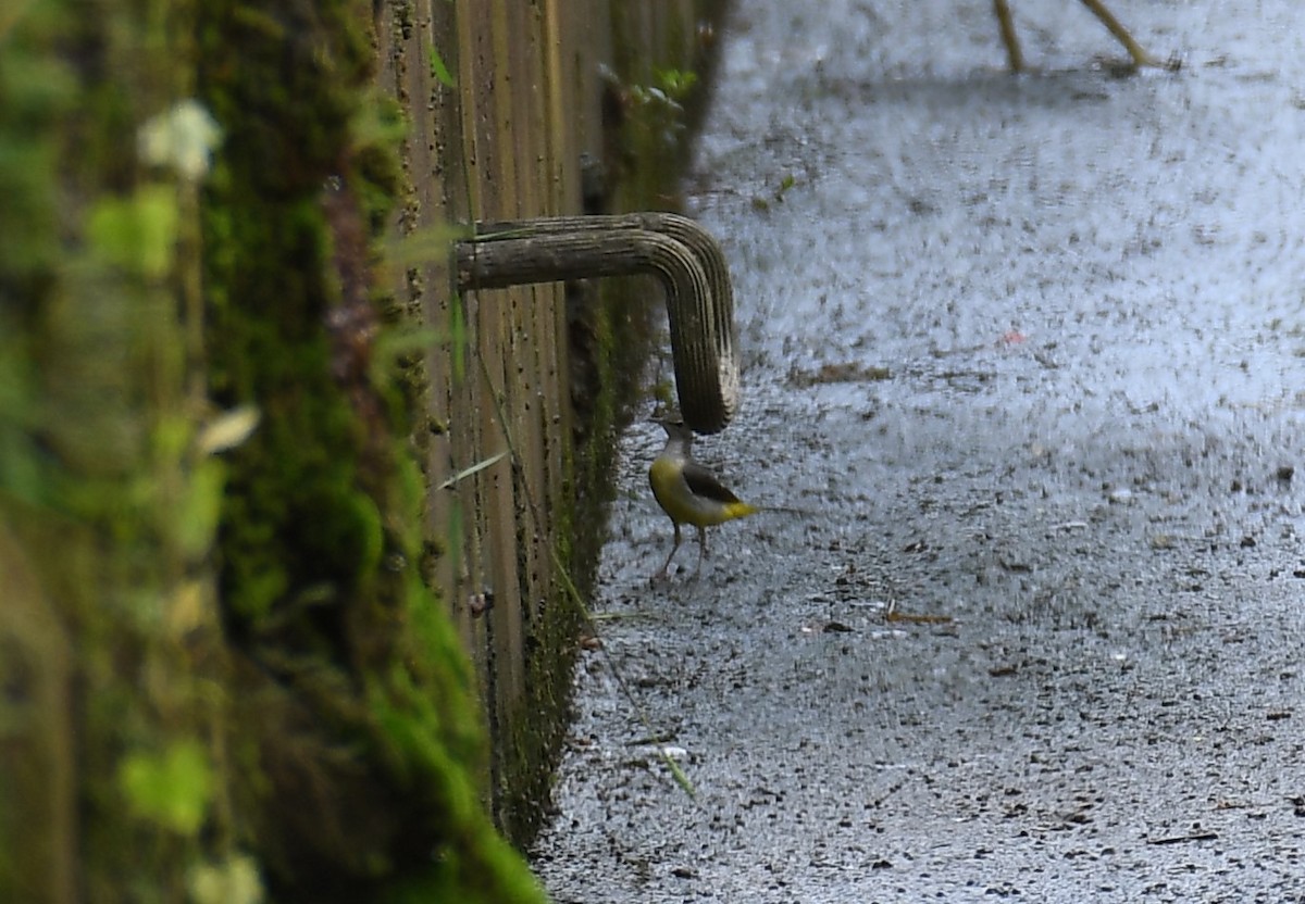 Gray Wagtail - Rogier Niessen