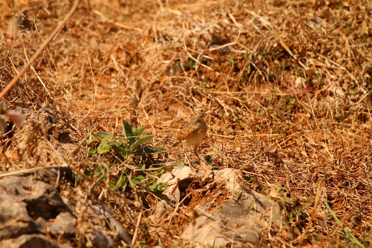 Singing Bushlark (Singing) - ML614517901