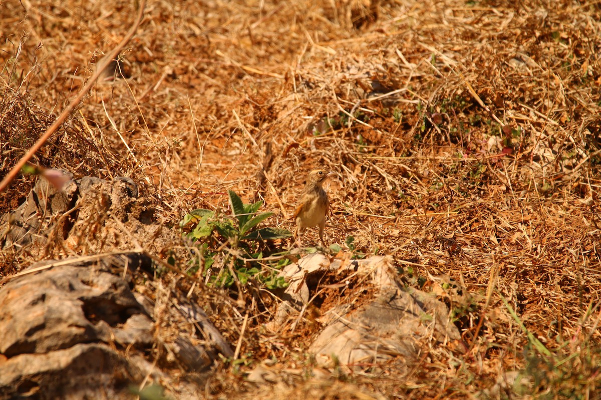 Singing Bushlark (Singing) - Lukas Sobotta