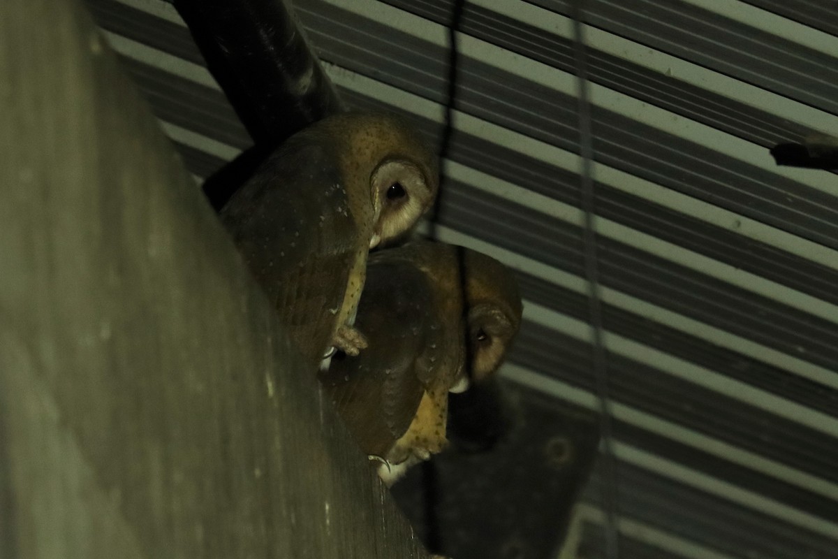 Andaman Masked-Owl - ML614517924
