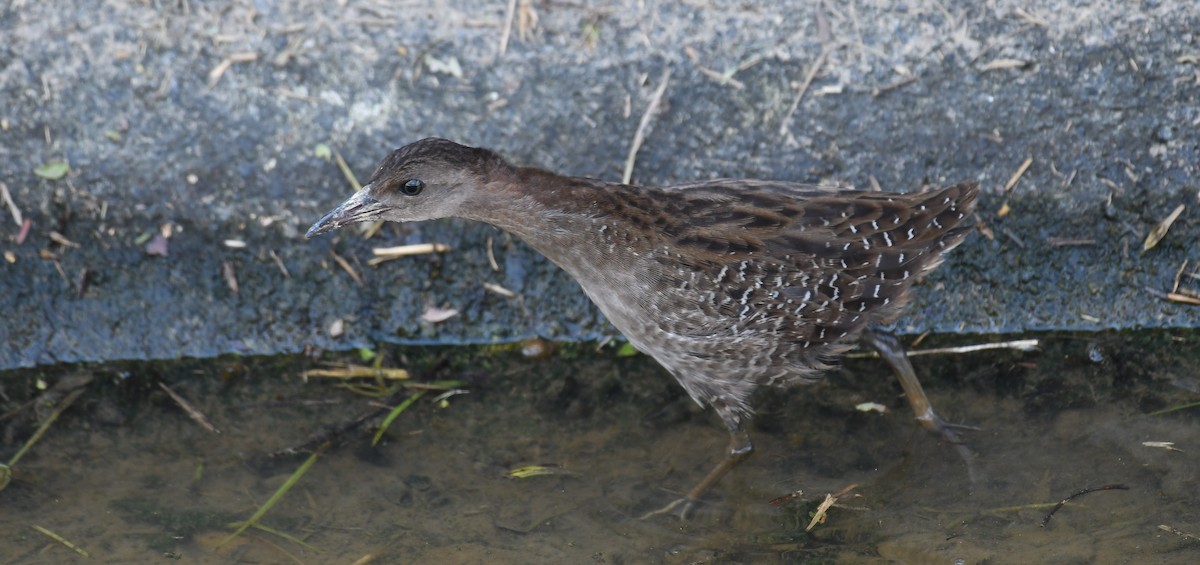 Slaty-breasted Rail - Rogier Niessen