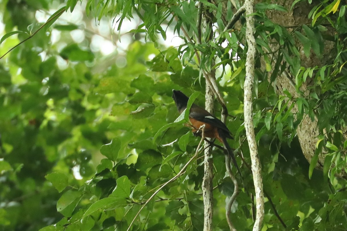 Andaman Treepie - ML614517968