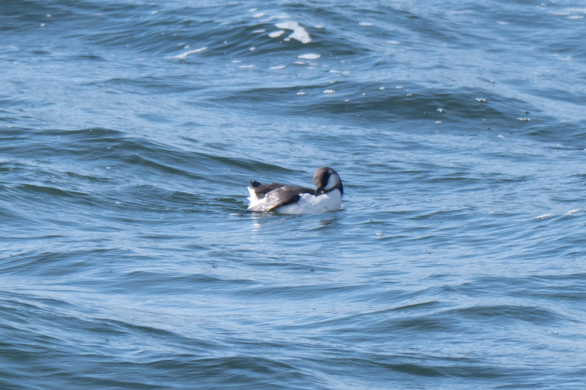 Common Murre - Victor Hoyeau