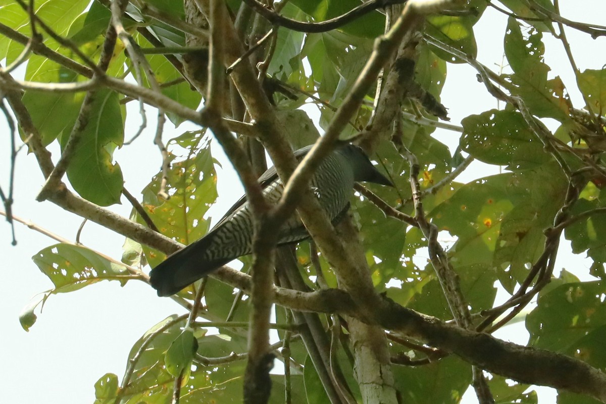 Andaman Cuckooshrike - ML614518004