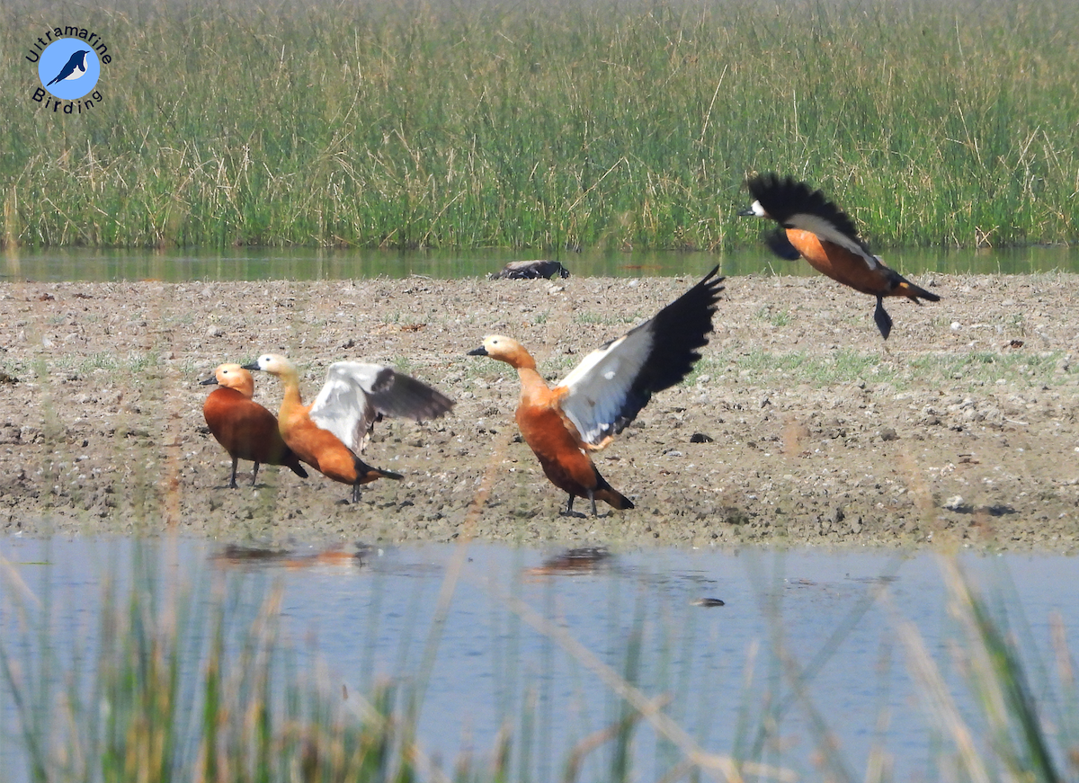 Ruddy Shelduck - ML614518079