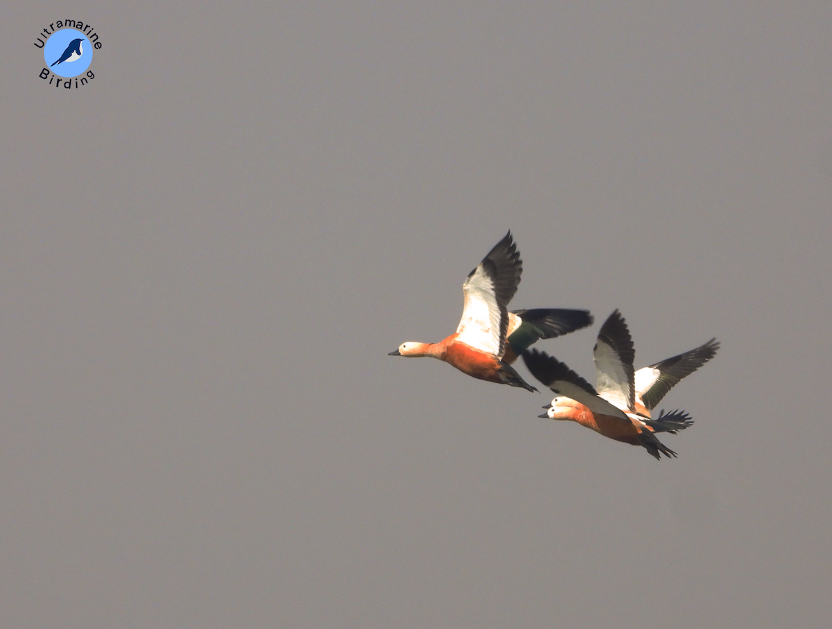 Ruddy Shelduck - ML614518081