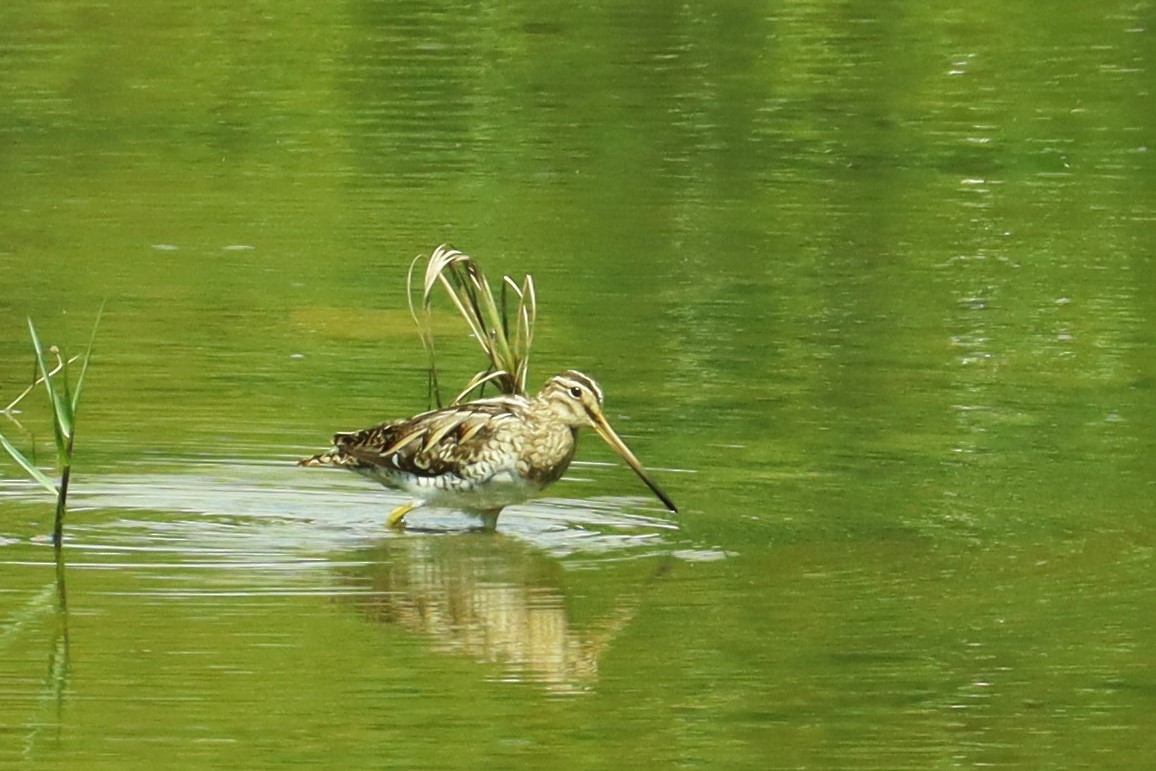 Common Snipe - ML614518093