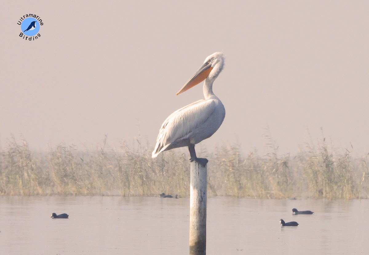 Great White Pelican - ML614518108