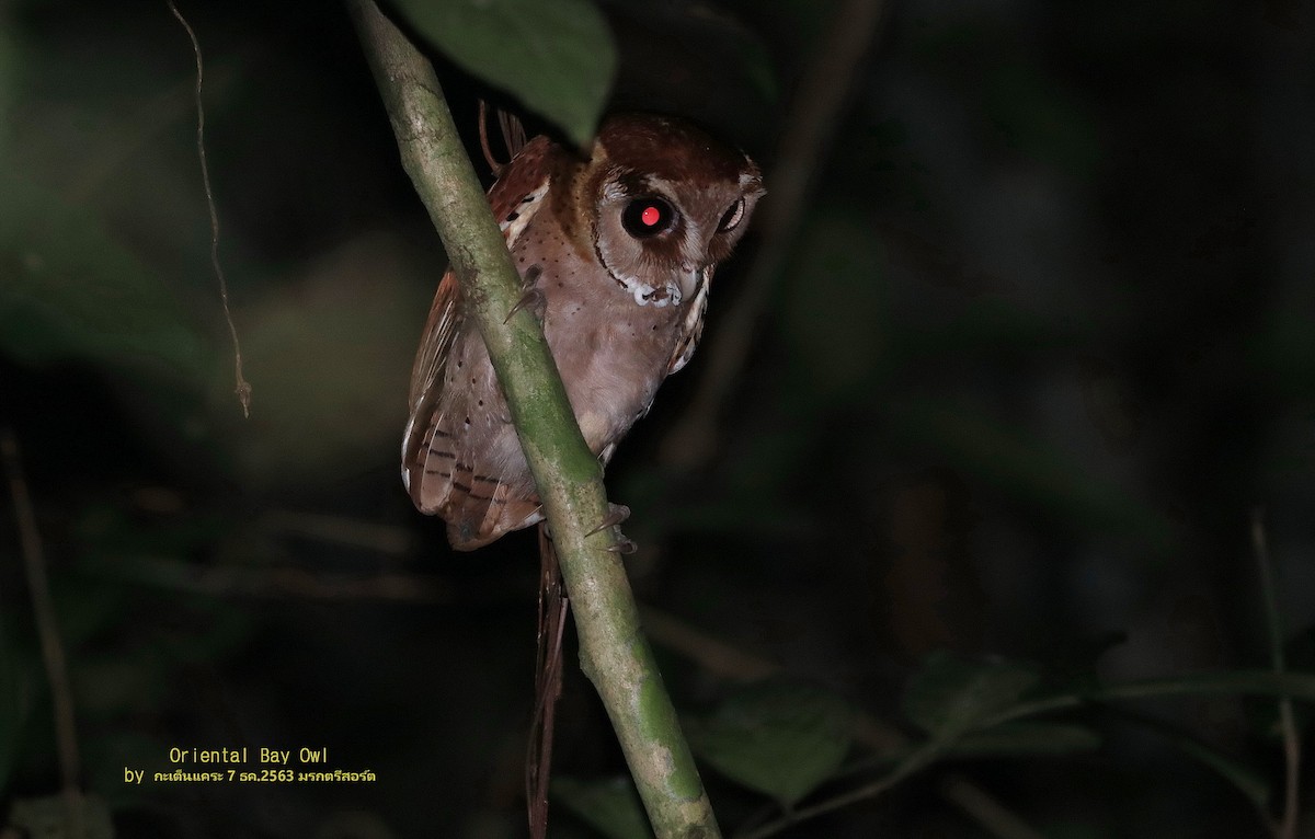 Oriental Bay-Owl - Argrit Boonsanguan