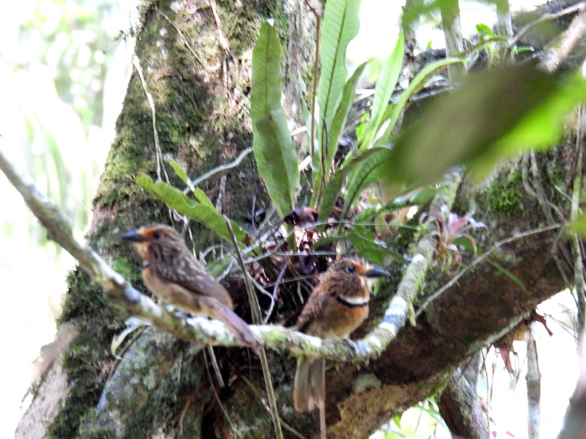 Crescent-chested Puffbird (Greater) - bob butler