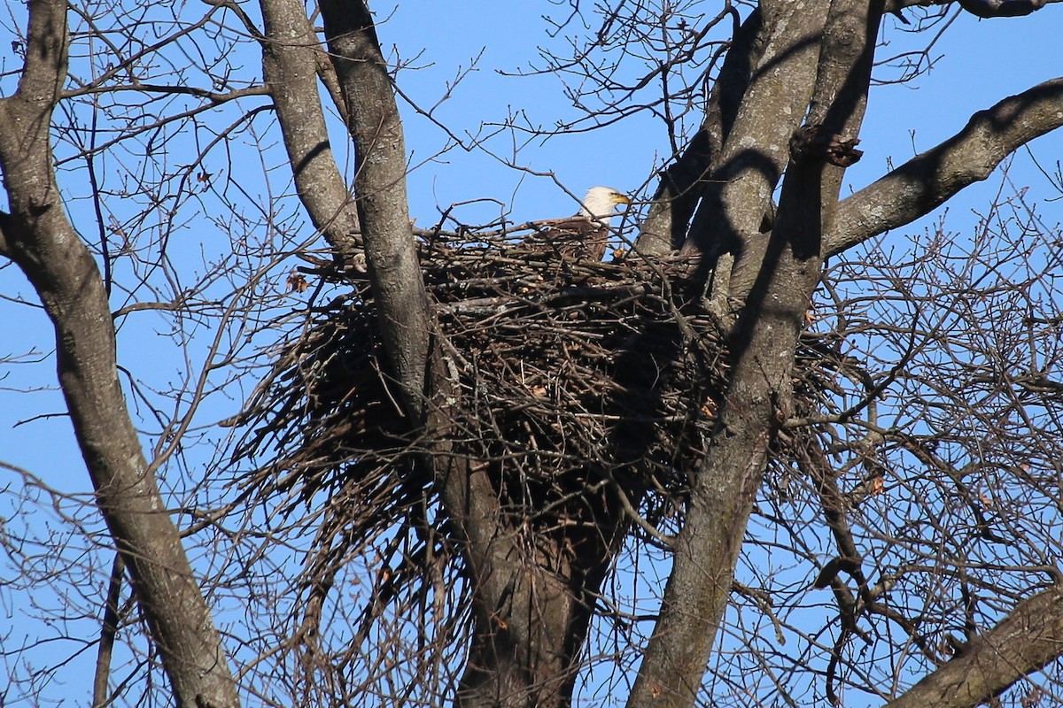 Bald Eagle - ML614518283