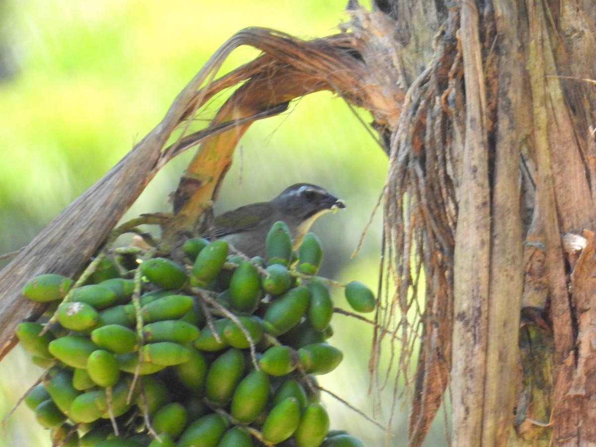 Green-winged Saltator - ML614518287