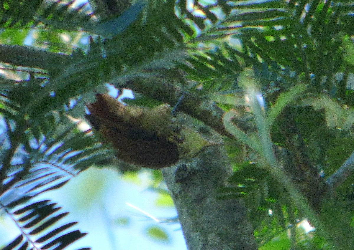 Streaked Xenops - Pablo Hernan Capovilla