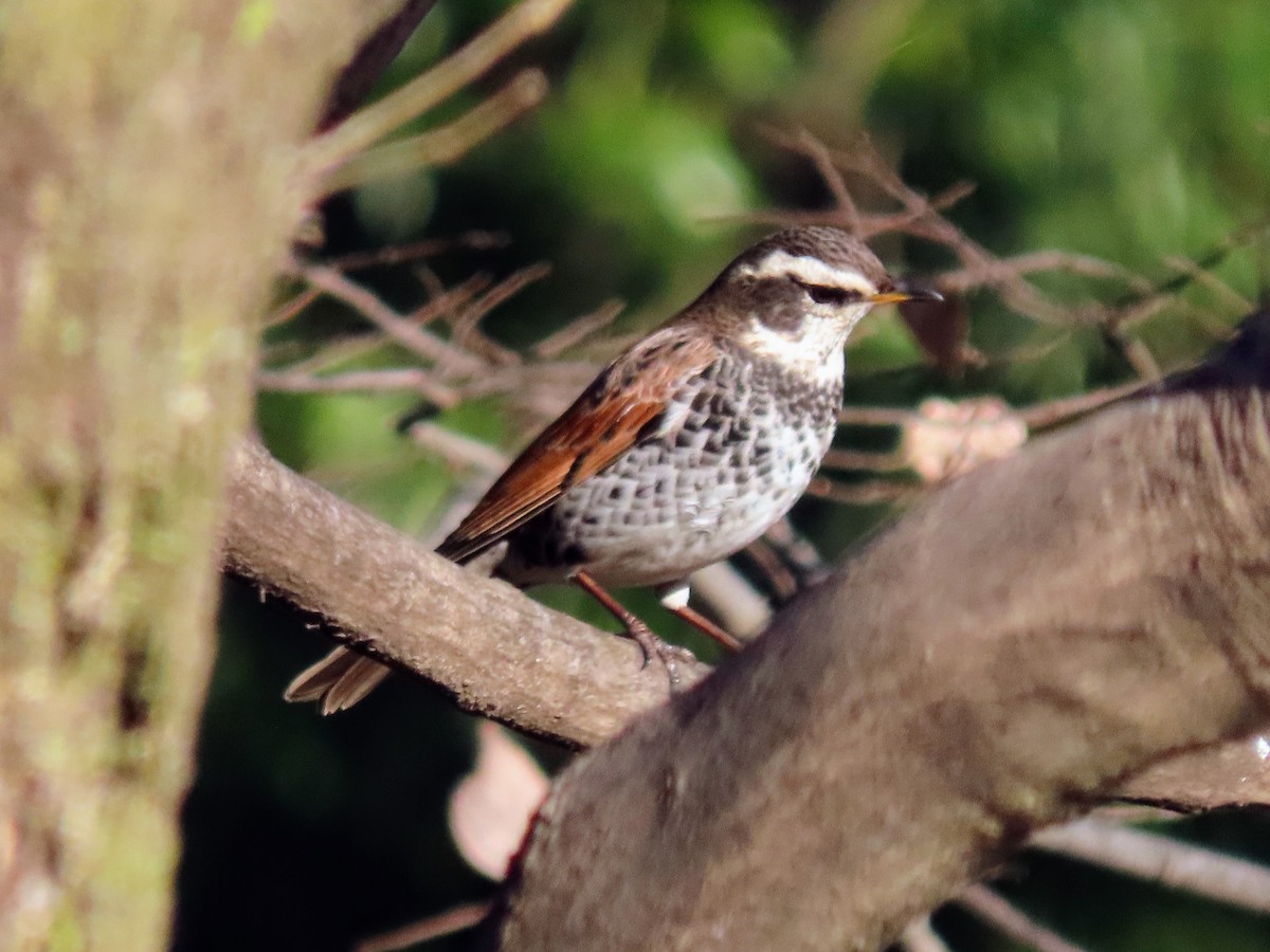 Dusky Thrush - ML614518300