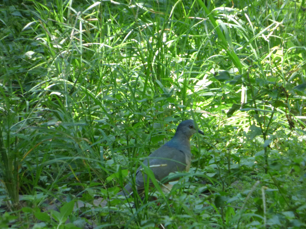 White-tipped Dove - Pablo Hernan Capovilla