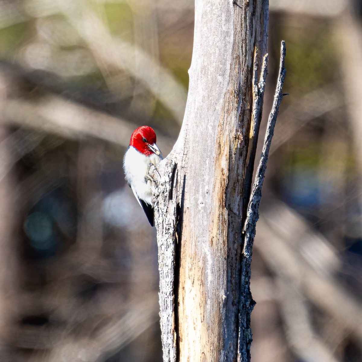Red-headed Woodpecker - ML614518369