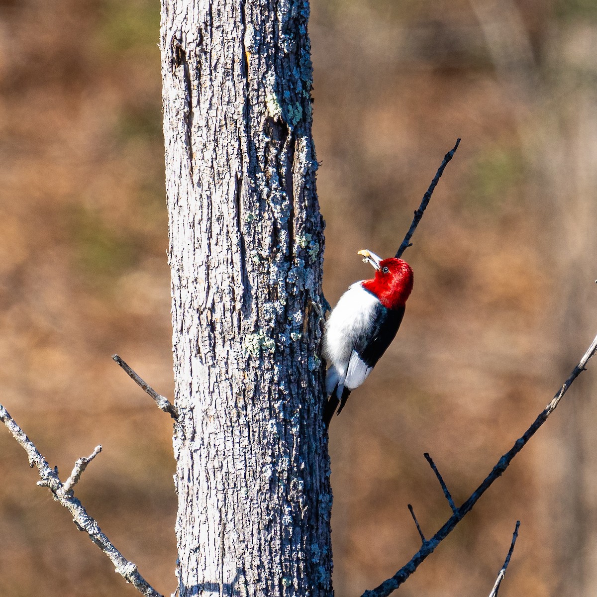 Red-headed Woodpecker - ML614518370