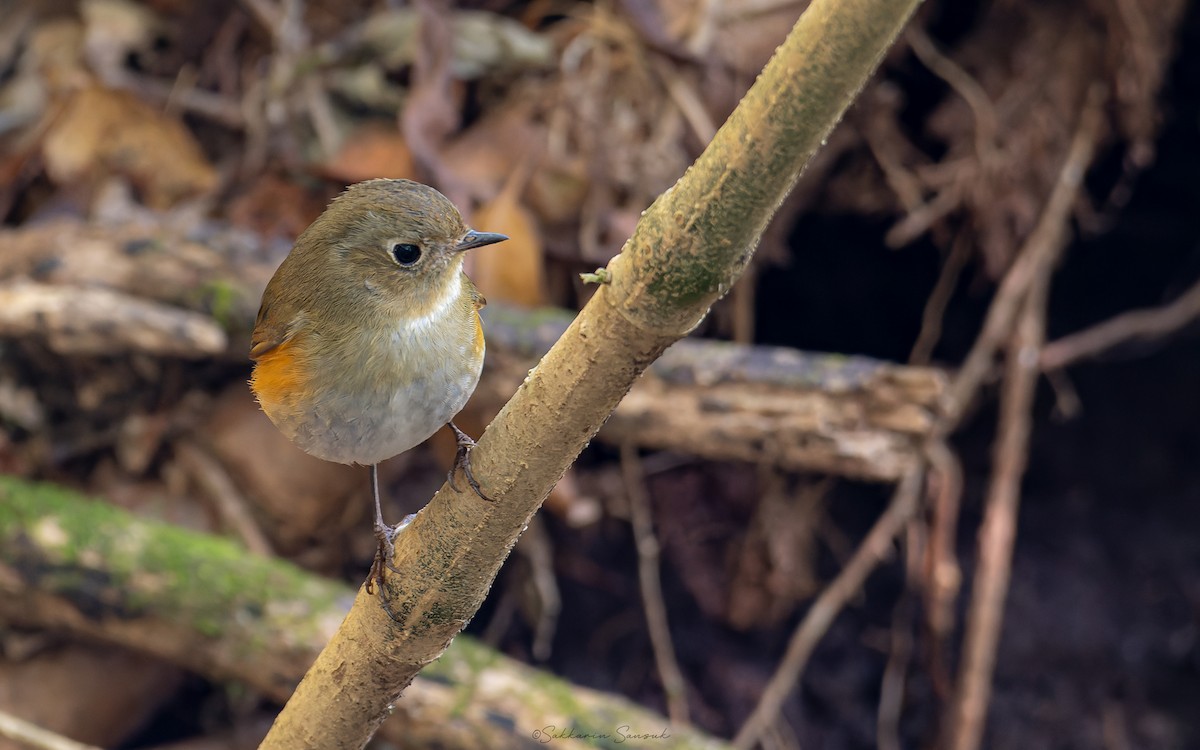 Red-flanked/Himalayan Bluetail - ML614518397
