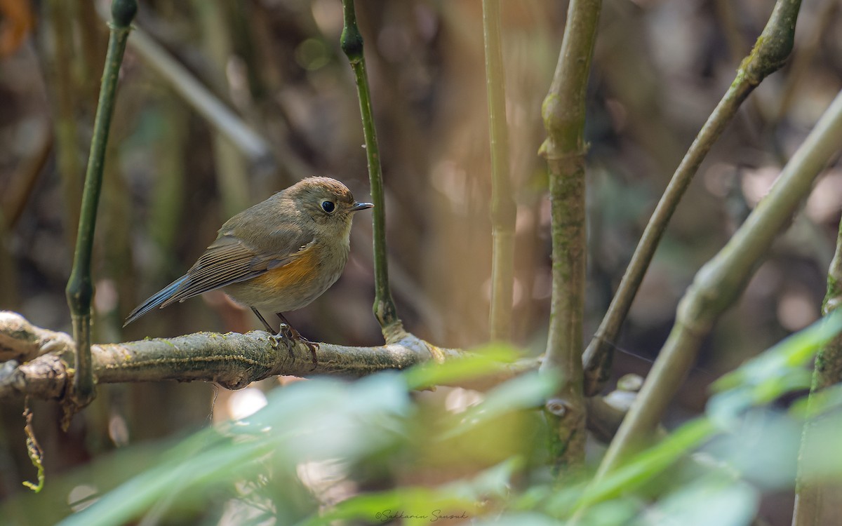 Red-flanked/Himalayan Bluetail - ML614518398
