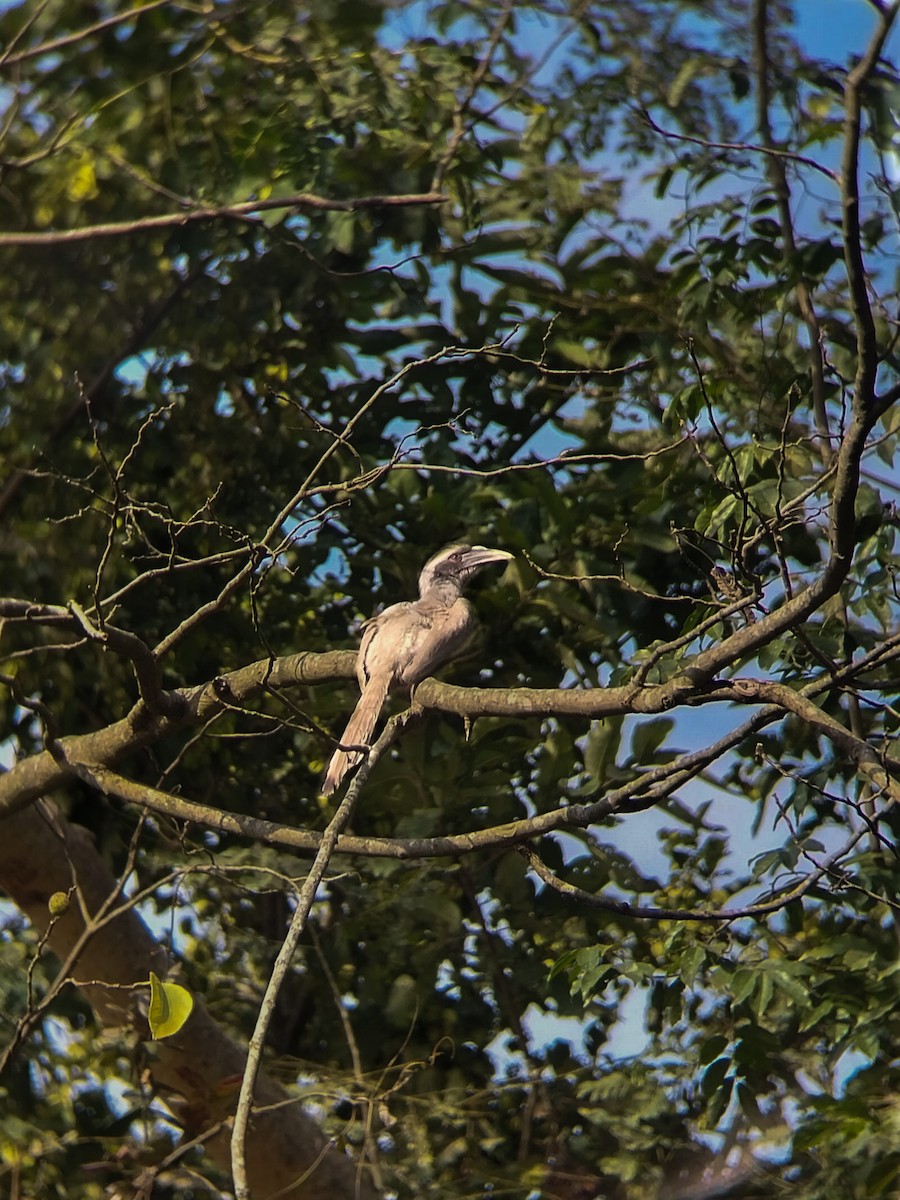 Indian Gray Hornbill - ML614518416