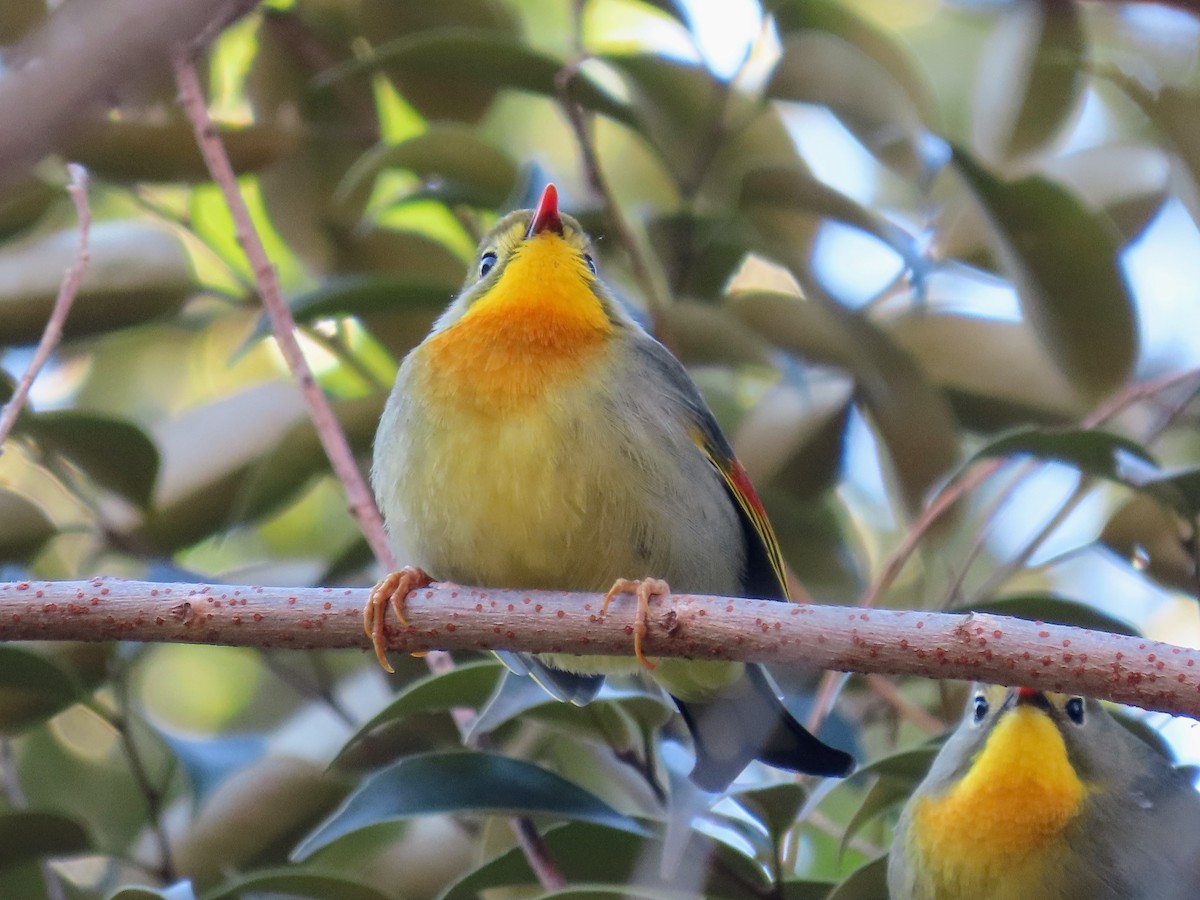 Red-billed Leiothrix - ML614518425