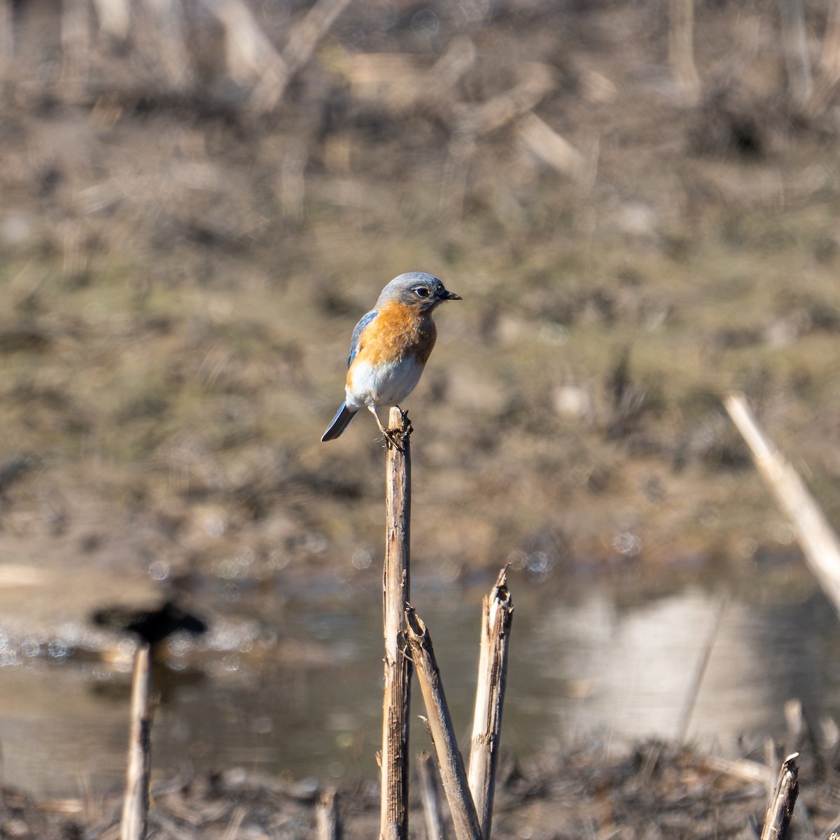 Eastern Bluebird - ML614518516