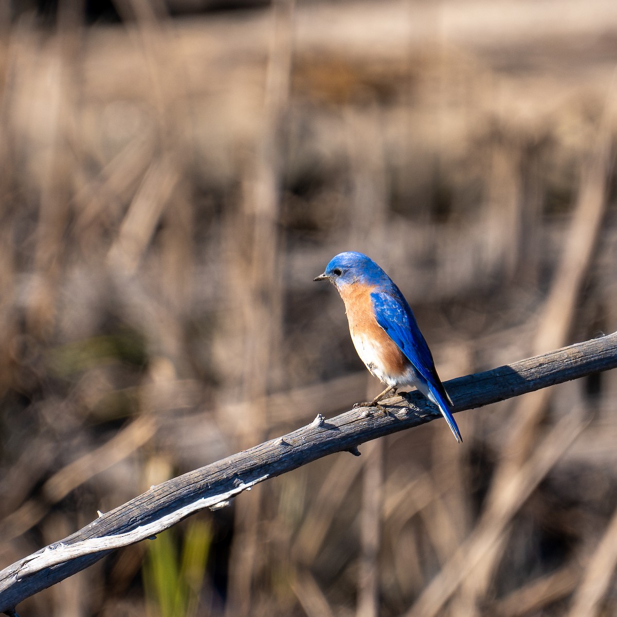 Eastern Bluebird - ML614518521