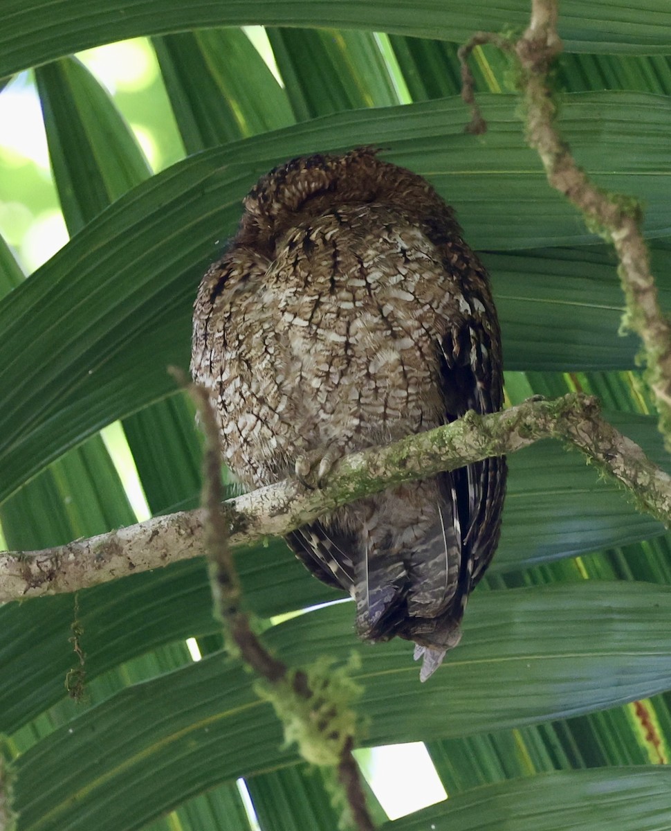 Bare-shanked Screech-Owl - ML614518528