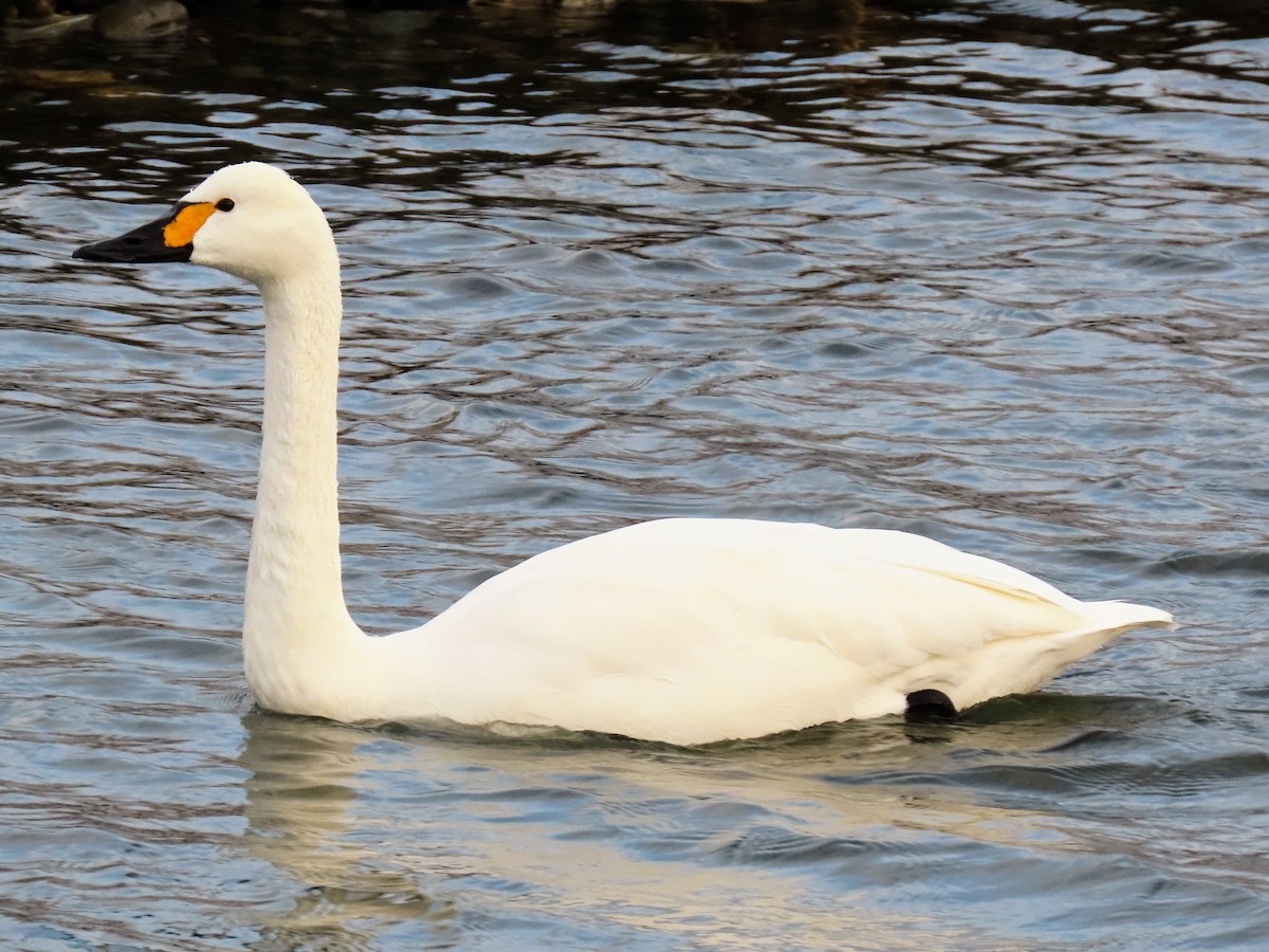 Tundra Swan (Bewick's) - ML614518538