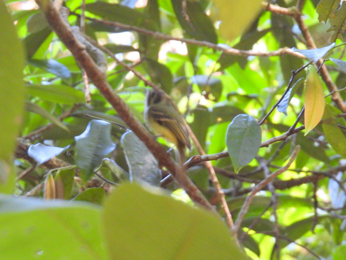 Sepia-capped Flycatcher - ML614518602