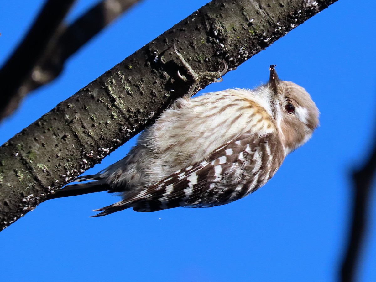 Japanese Pygmy Woodpecker - ML614518656