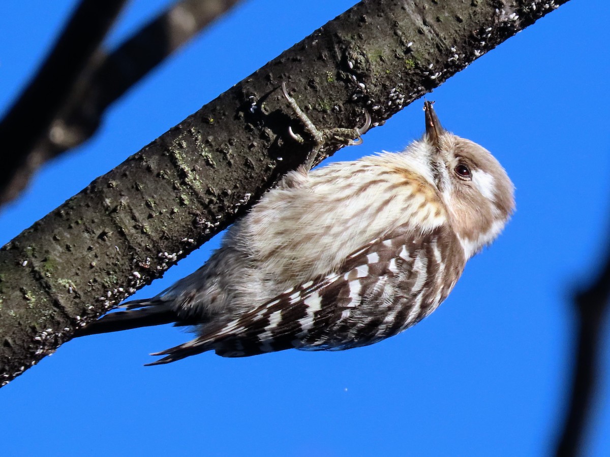 Japanese Pygmy Woodpecker - ML614518659