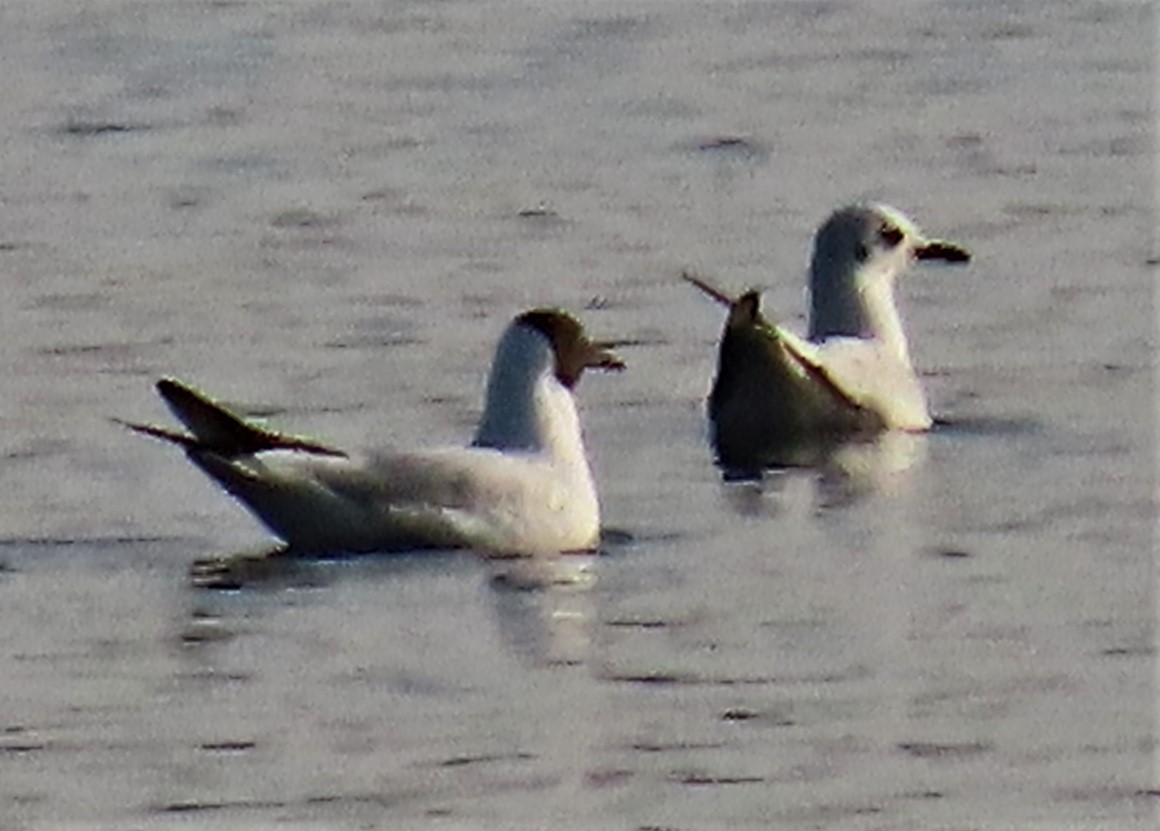 Black-headed Gull - ML614518701