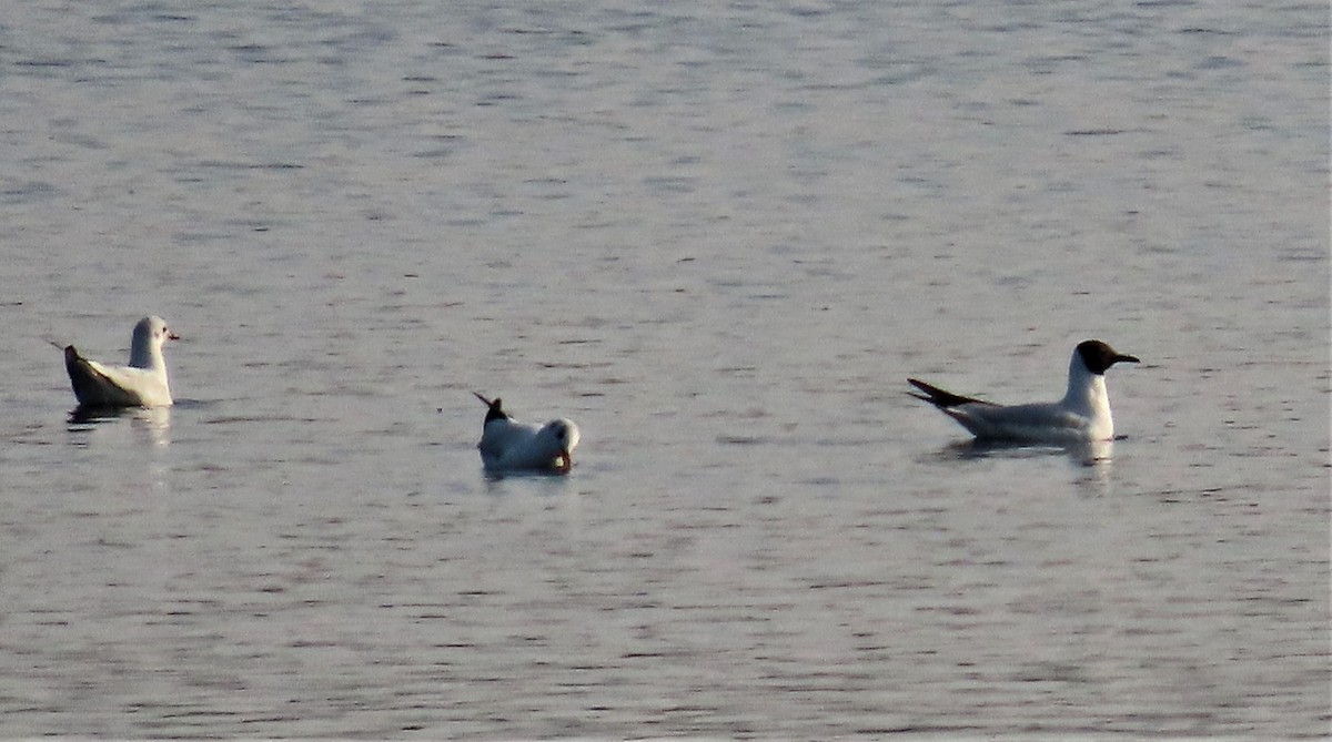 Black-headed Gull - ML614518702