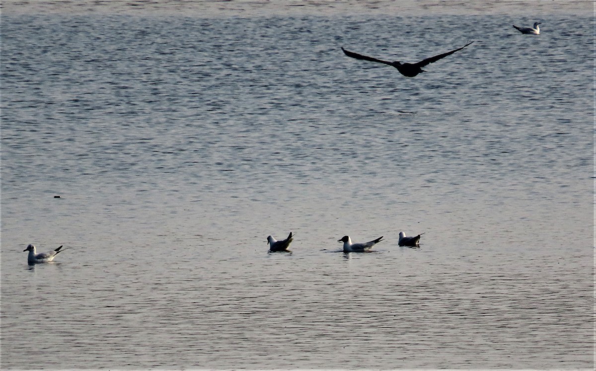 Black-headed Gull - ML614518703