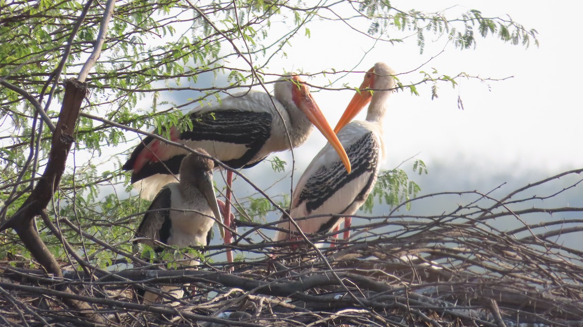 Painted Stork - ML614518722