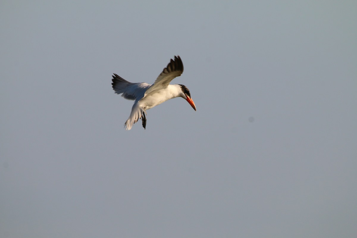 Caspian Tern - ML614518730