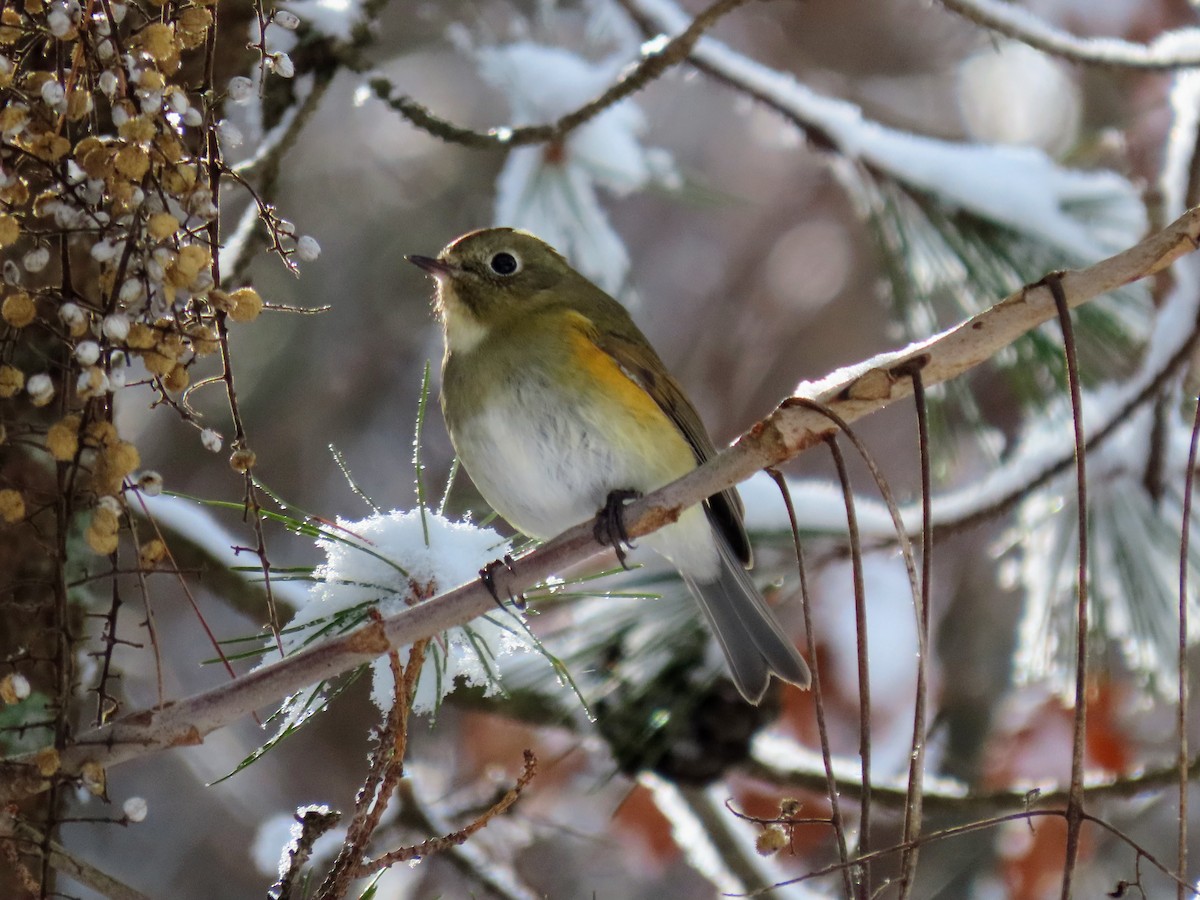 Robin à flancs roux - ML614518738