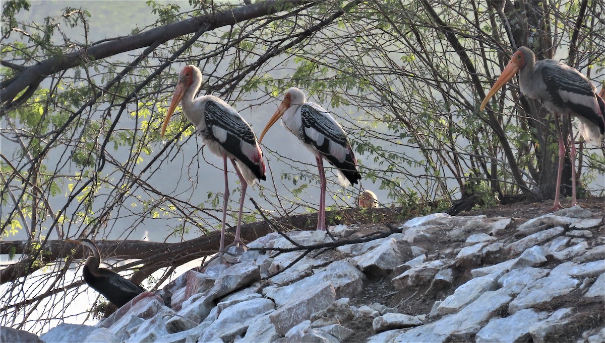 Painted Stork - Sunita Dighe