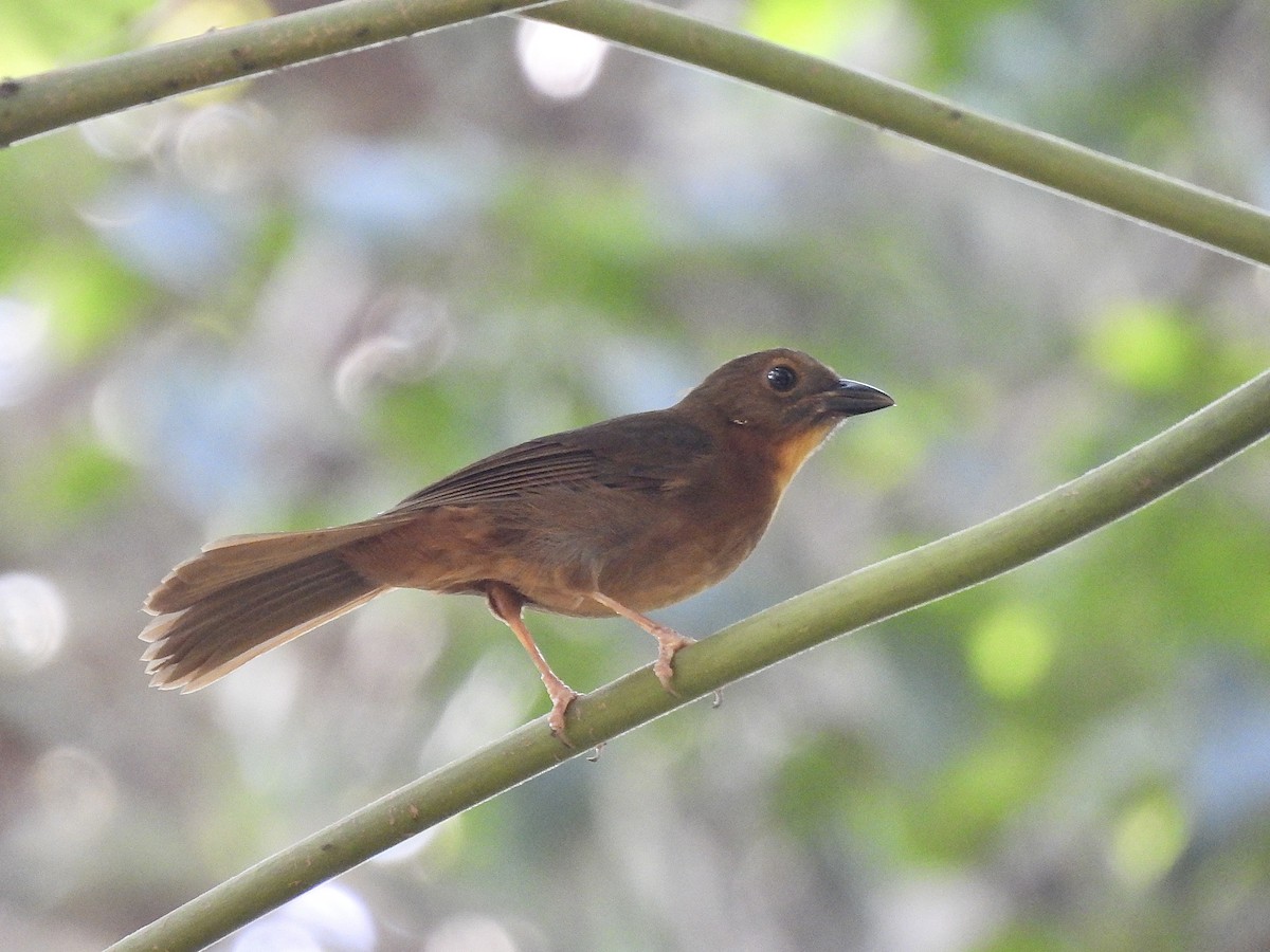 Red-throated Ant-Tanager - ML614518837