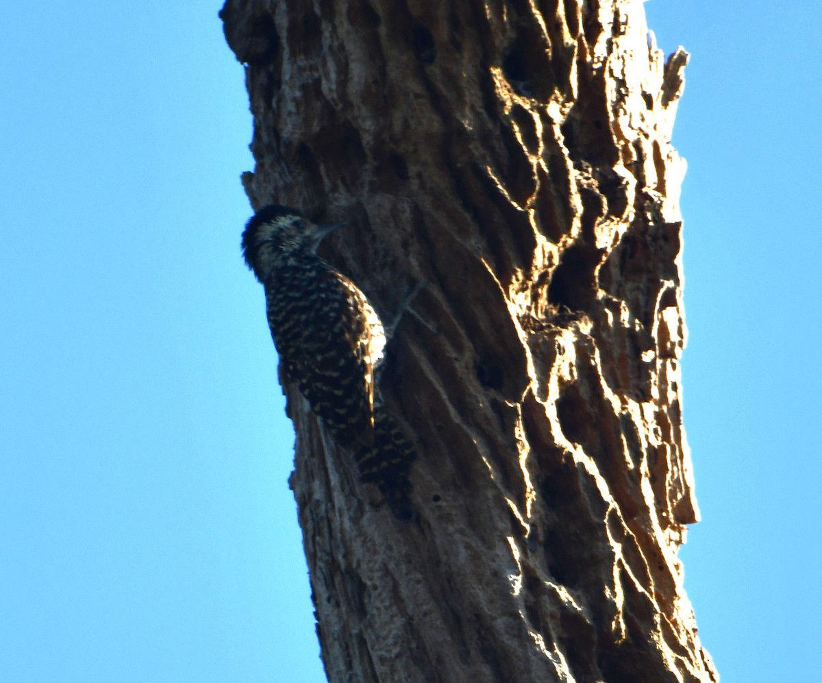 Дятел чилійський - ML614518842