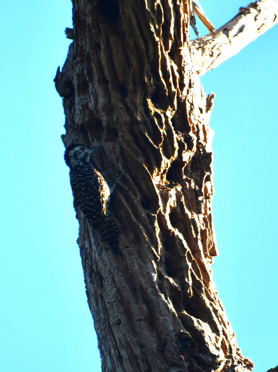 Дятел чилійський - ML614518843