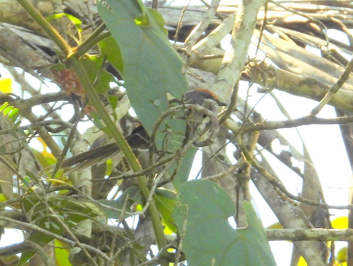 Spix's Spinetail - ML614518857