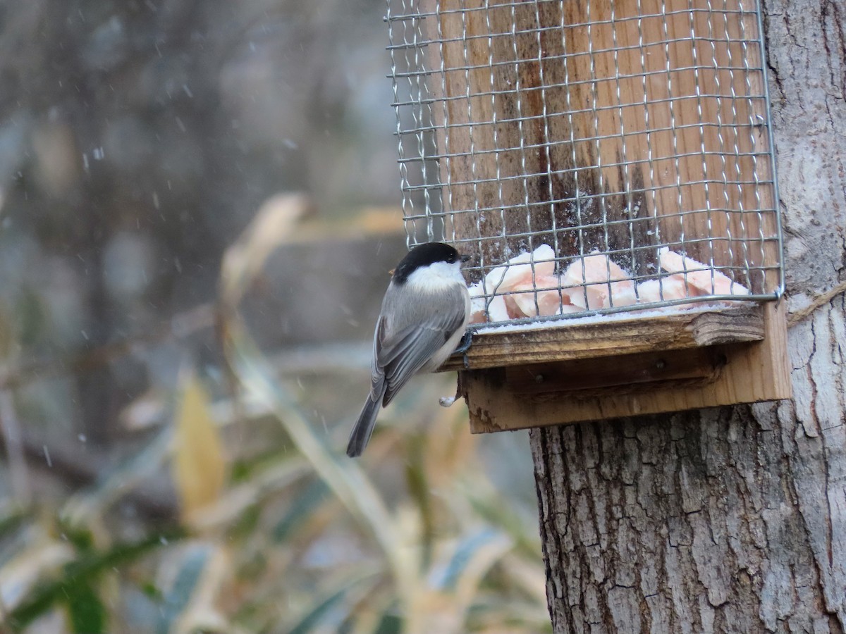 Willow Tit - ML614518910