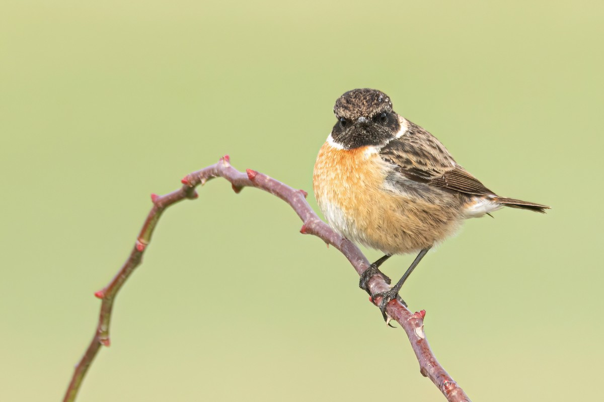 European Stonechat - ML614518975