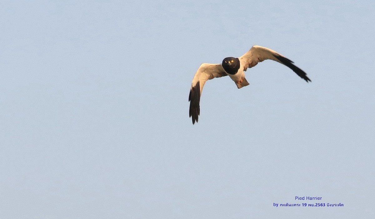 Pied Harrier - ML614519020