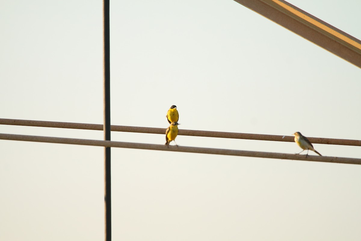 Western Yellow Wagtail (feldegg) - ML614519030