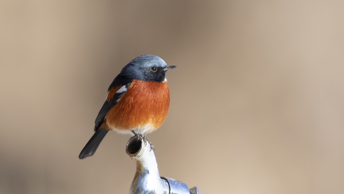 White-throated Redstart - ML614519036