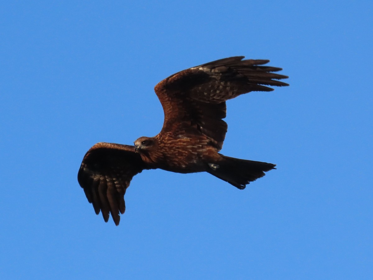 Black Kite - ML614519102